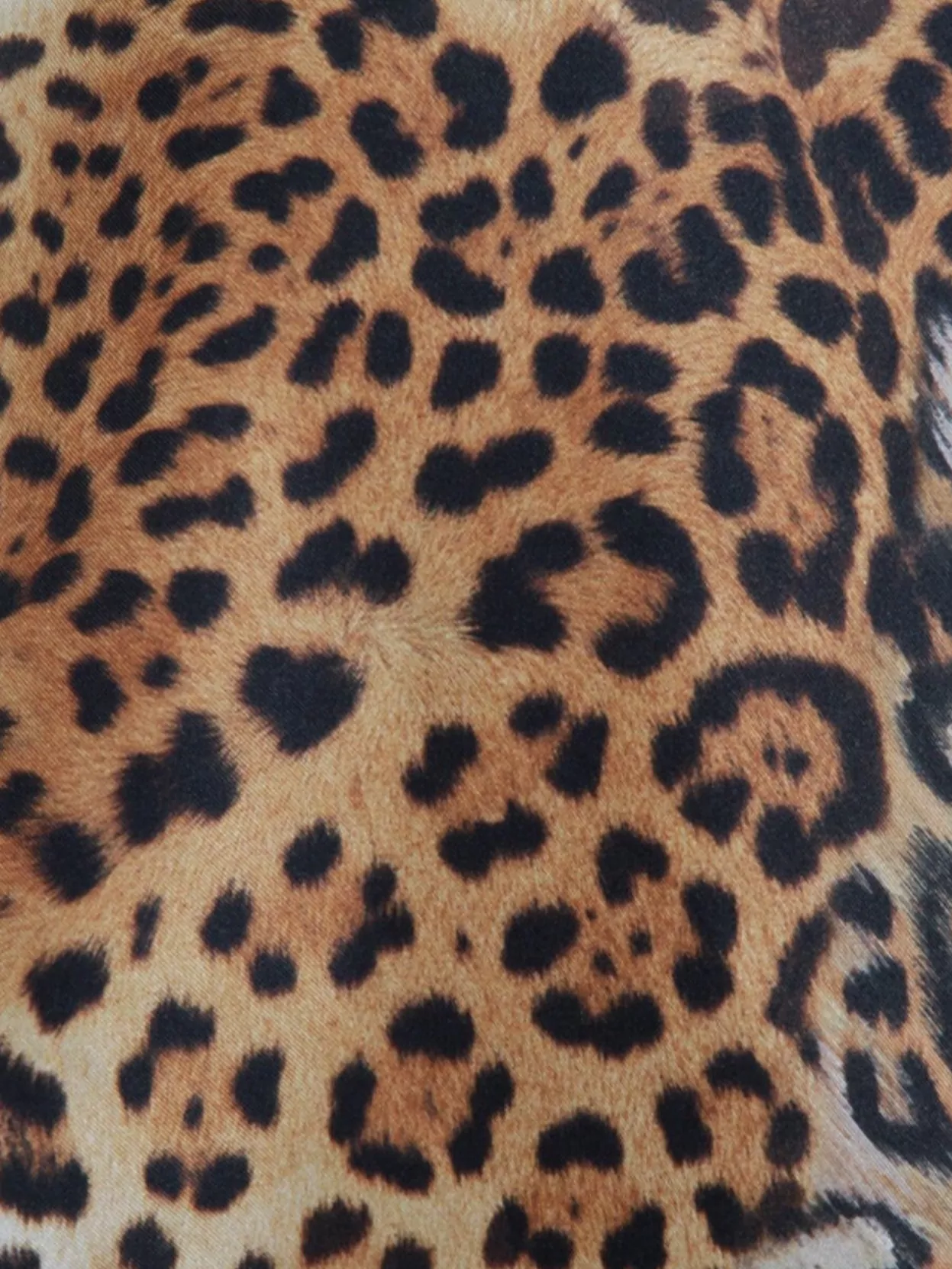 Roberto Cavalli Animal Print Keyhole Back Relaxed Fit Top
